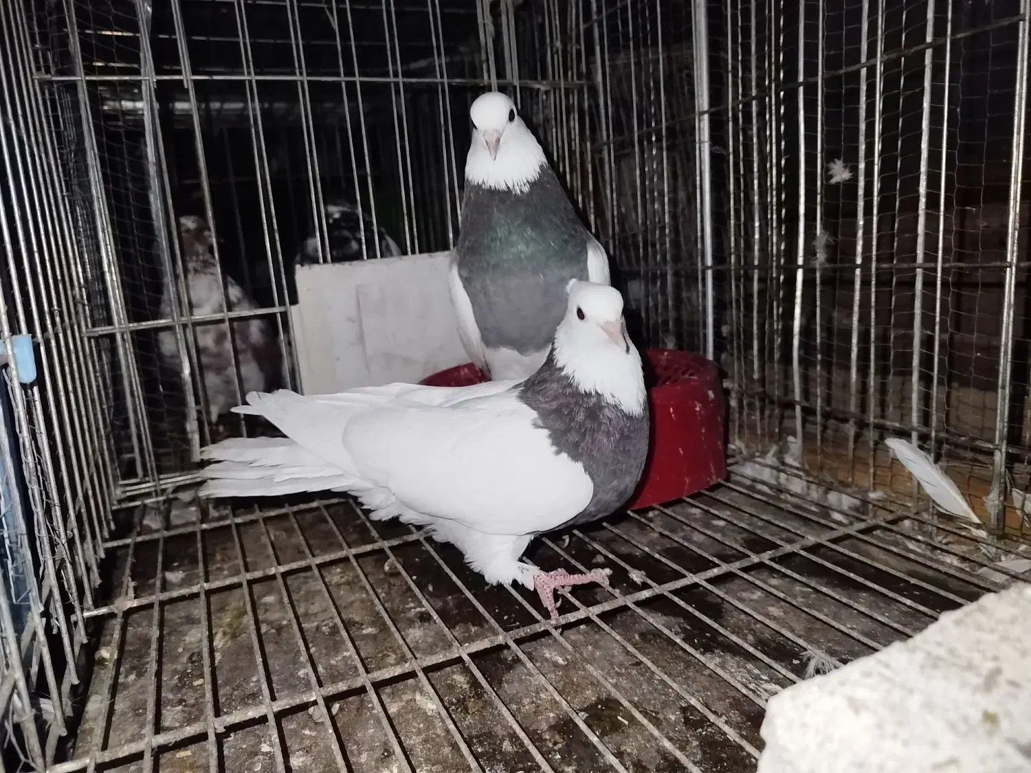 طوقی|پرنده|خرم‌آباد (تنکابن), |دیوار