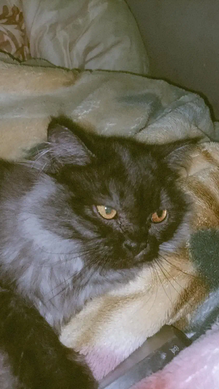 گربه نژاد پرشین|گربه|بندرعباس, |دیوار