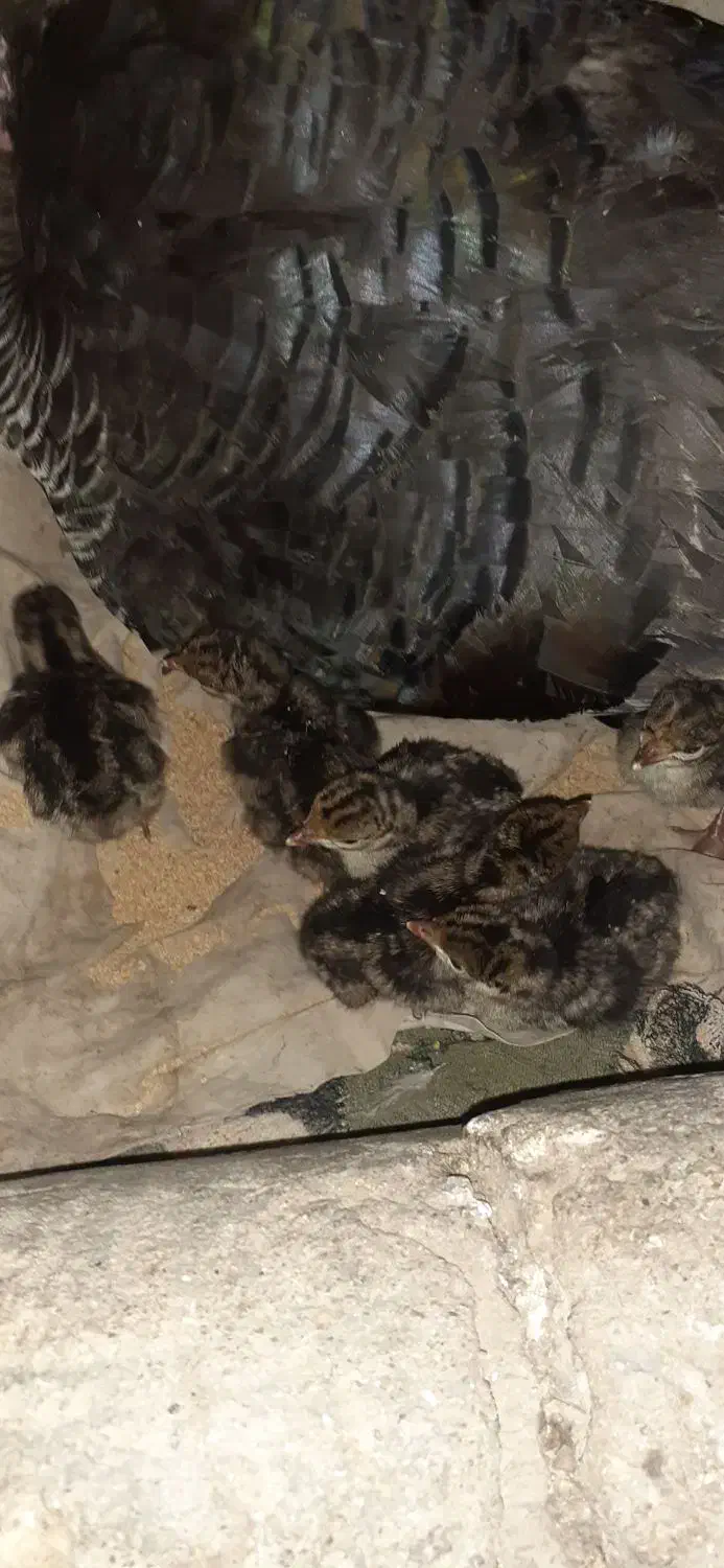 بوقلمون جوجه دار درشت وسالم|حیوانات مزرعه|گنبد کاووس, |دیوار