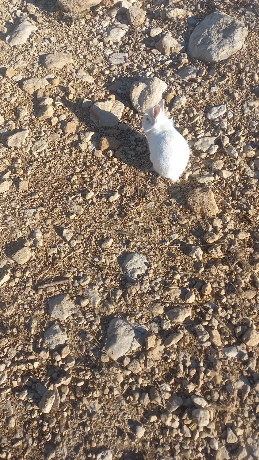 خرگوش|موش و خرگوش|فیروزآباد (فارس), |دیوار