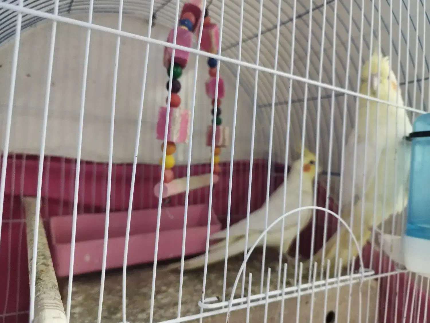 عروس هلندی|پرنده|شادگان, |دیوار