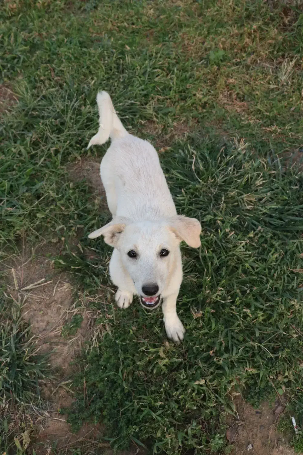 سگ ماده واکسن خورده شناسنامه دار|سگ|کاشان, مدرس|دیوار