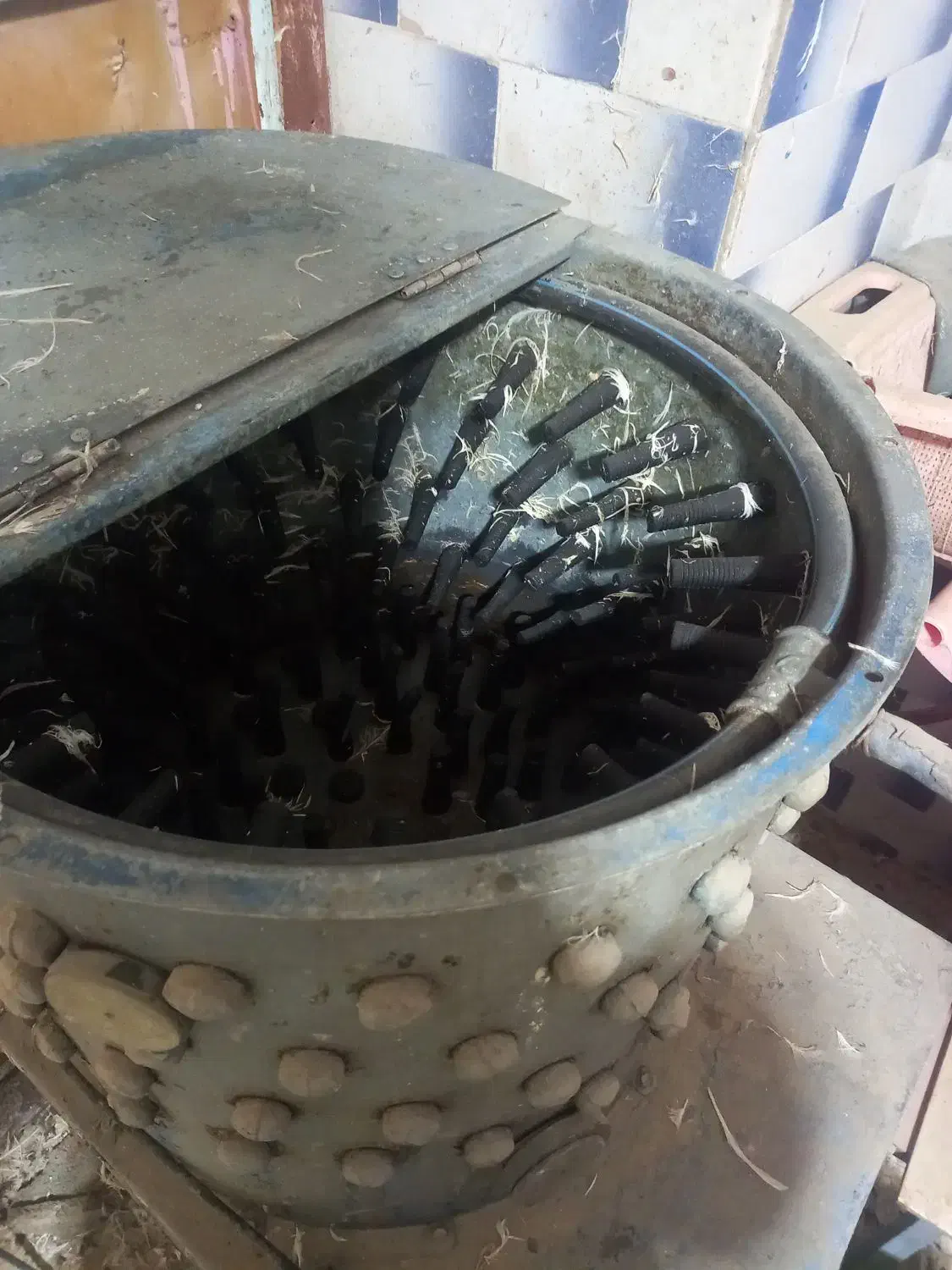 فروش لوازم مرغی کامل|فروشگاه و مغازه|دزفول, |دیوار