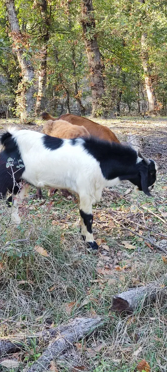 فروش یک راس بزغاله نر|حیوانات مزرعه|مینودشت, |دیوار