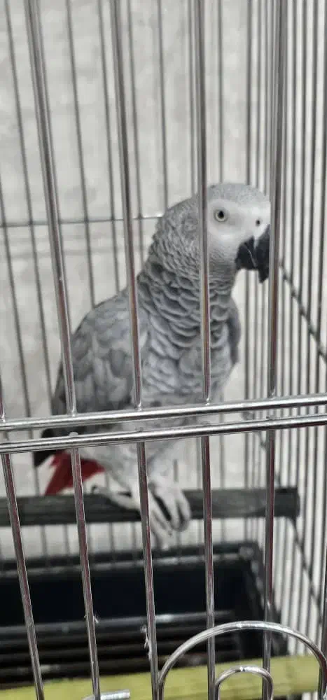 کاسکو دم قرمزی|پرنده|همدان, |دیوار