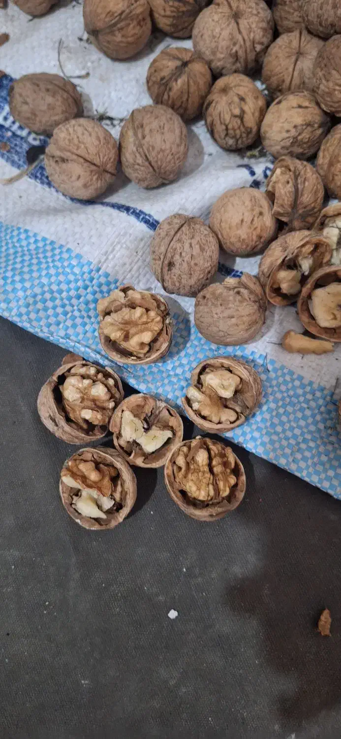 گردو|خوردنی و آشامیدنی|مشهد, شهید علی محمدی|دیوار