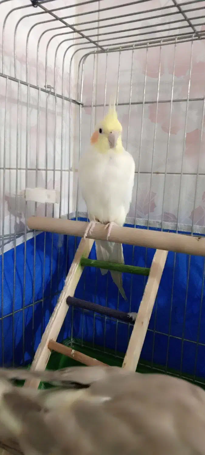 عروس هلندی دستی و سخنگو|پرنده|برخوار, |دیوار