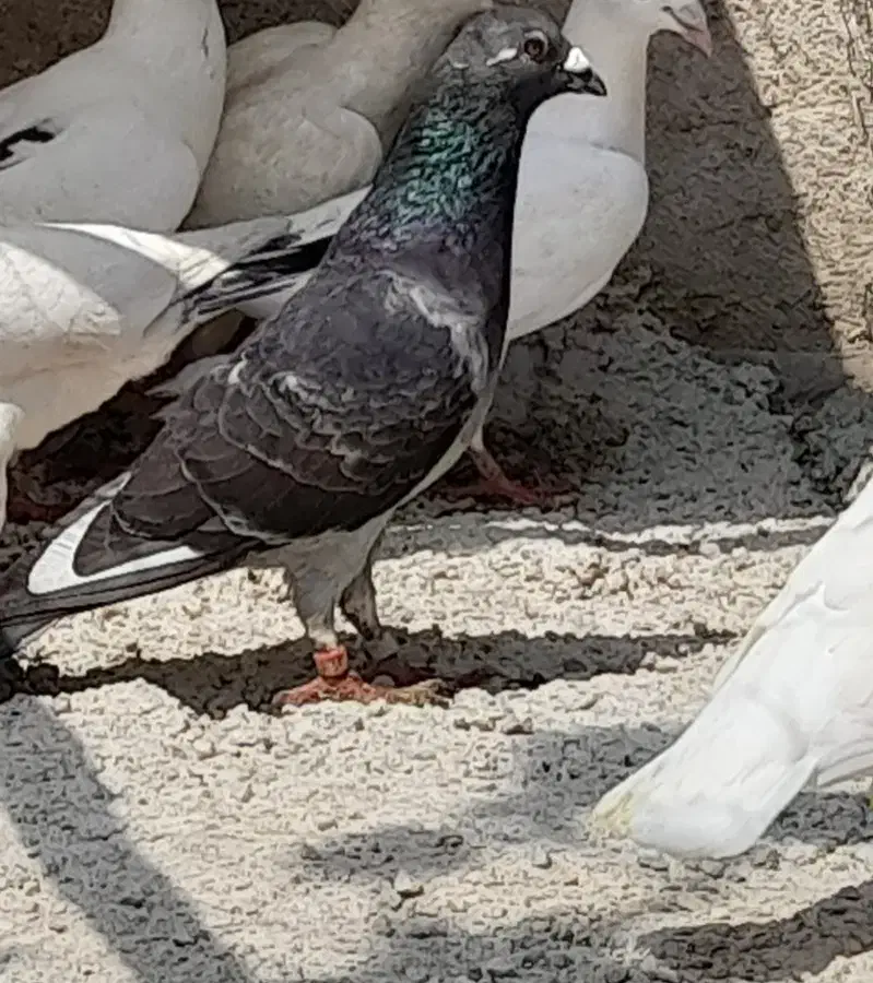 سلام کفتر فروشی|پرنده|نورآباد ممسنی, |دیوار