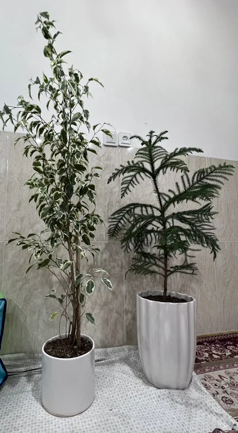 گل و گیاه|گل و گیاه طبیعی|مهریز, |دیوار