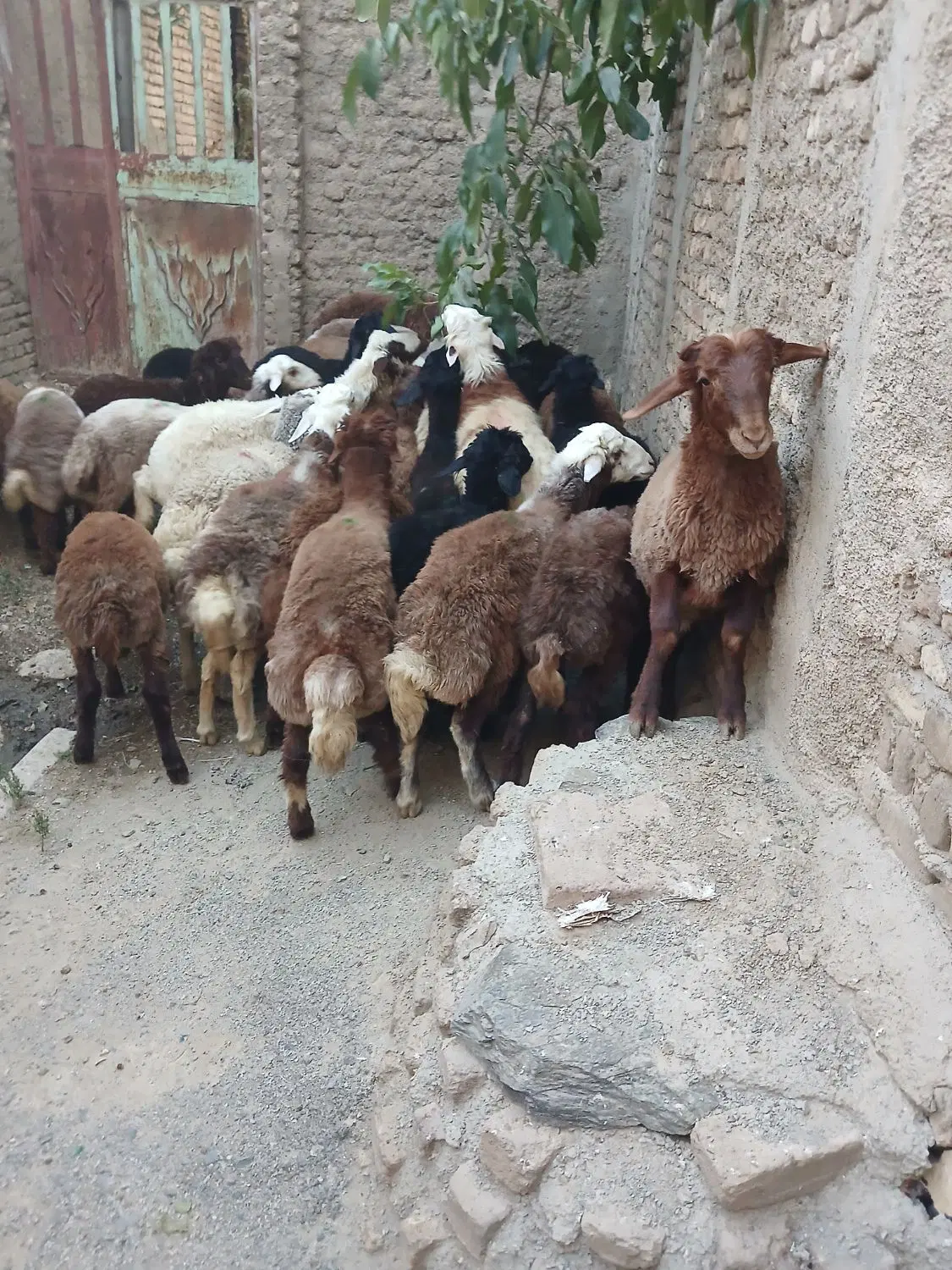 بره|حیوانات مزرعه|الیگودرز, |دیوار