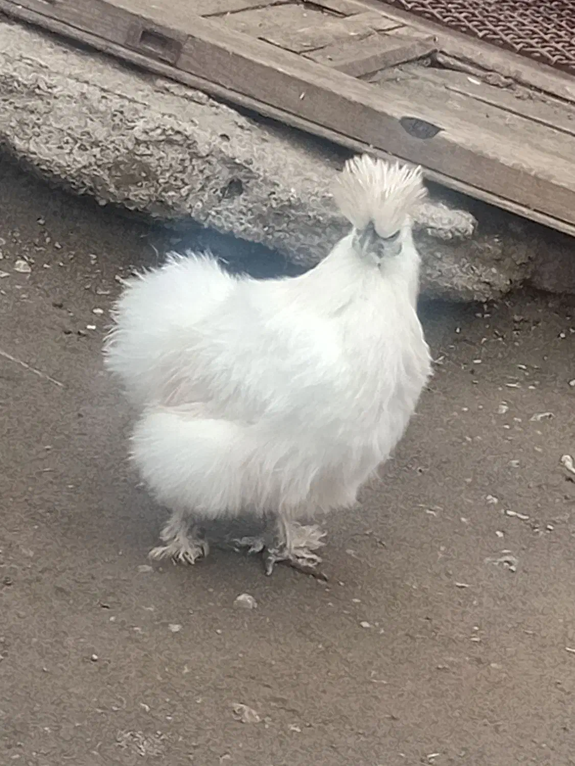 مرغ|حیوانات مزرعه|مرند, |دیوار