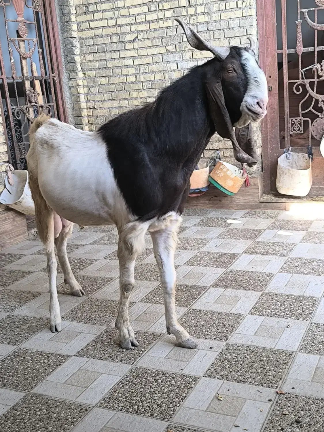 سه عدد بز نرمست گوش دراز ازنسلدوغلوزا|حیوانات مزرعه|خرمشهر, |دیوار