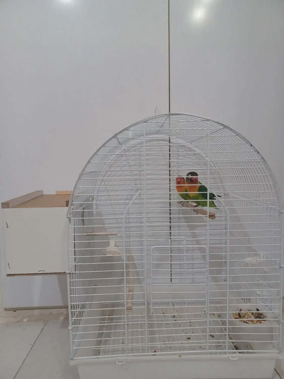 ۱ جفت طوطی برزیلی بهمراه قفس و لونه|پرنده|قزوین, |دیوار