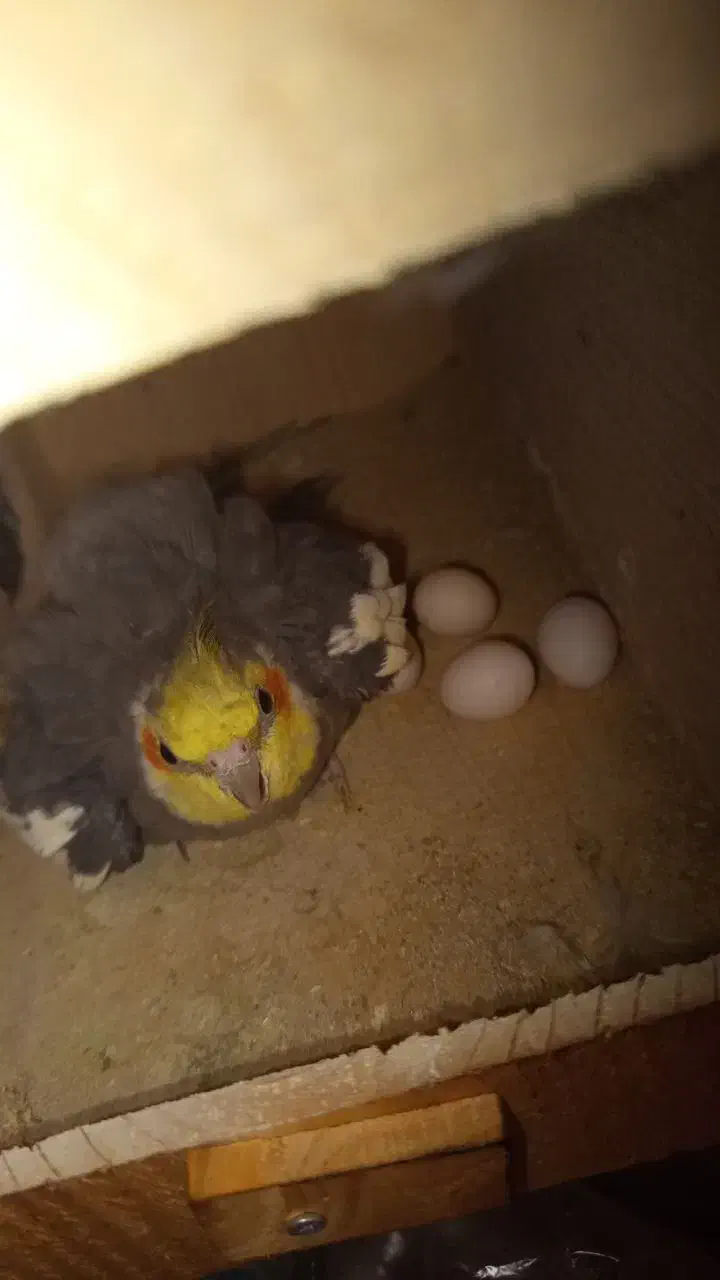 عروس هلندی نر سینامون|پرنده|بندر گناوه, |دیوار