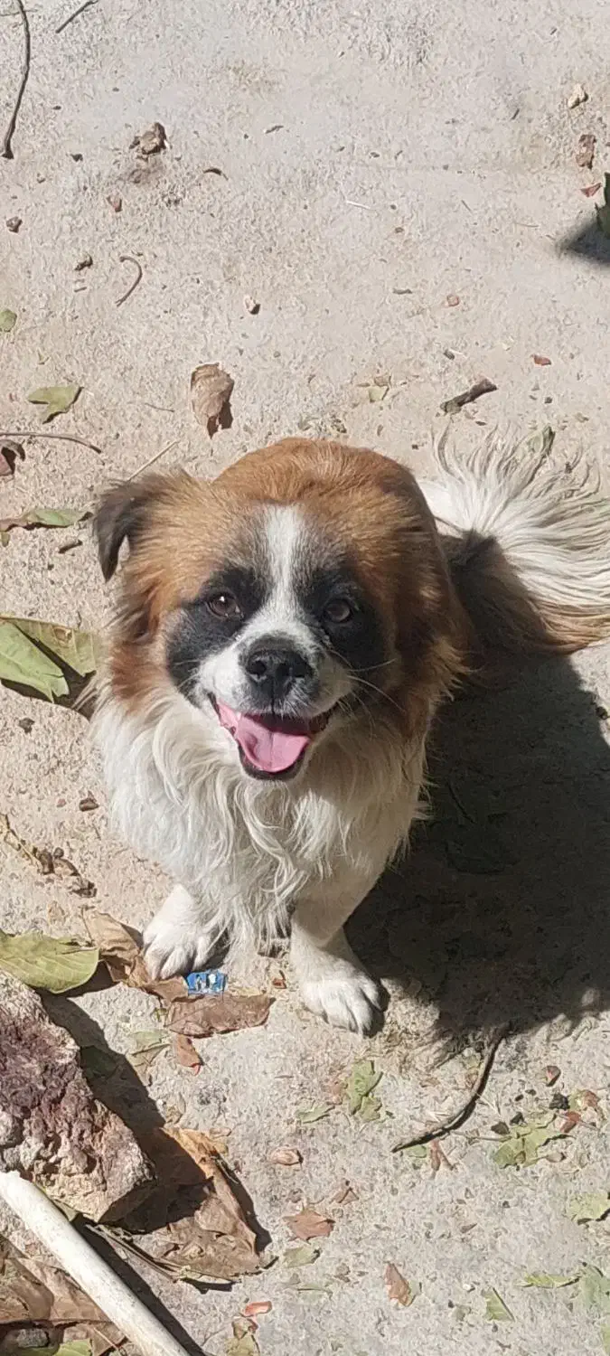 سگ پامر|سگ|فارسان, |دیوار