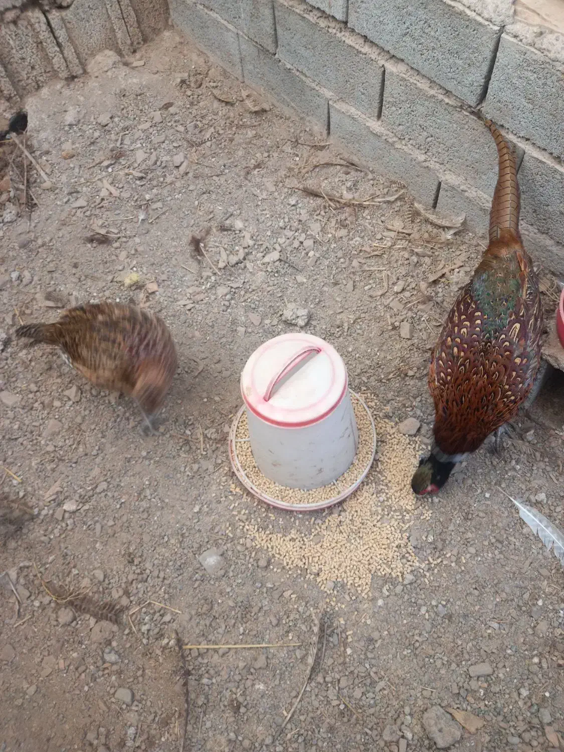 مرغ خروس آمریکای|حیوانات مزرعه|لاهیجان, لیل|دیوار