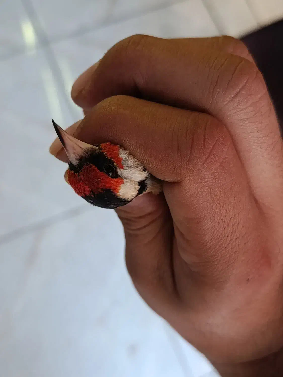 سهره نر|پرنده|قرچک, باقرآباد|دیوار