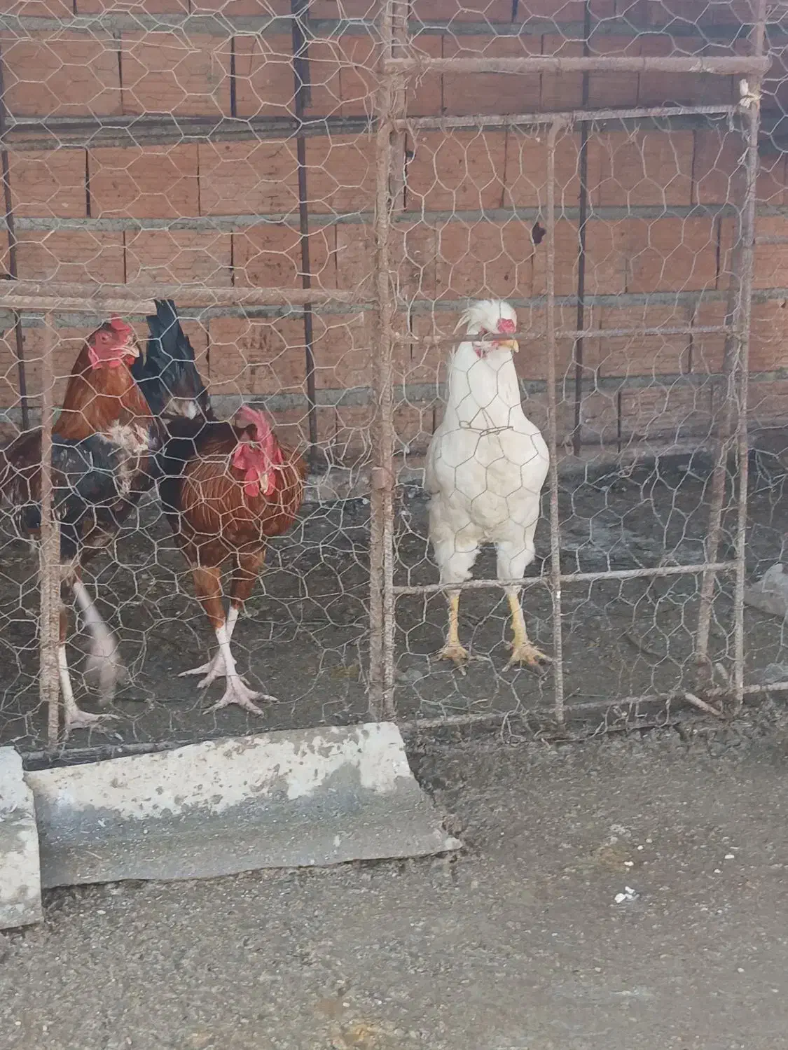 مرغ و خروس|حیوانات مزرعه|مینودشت, |دیوار