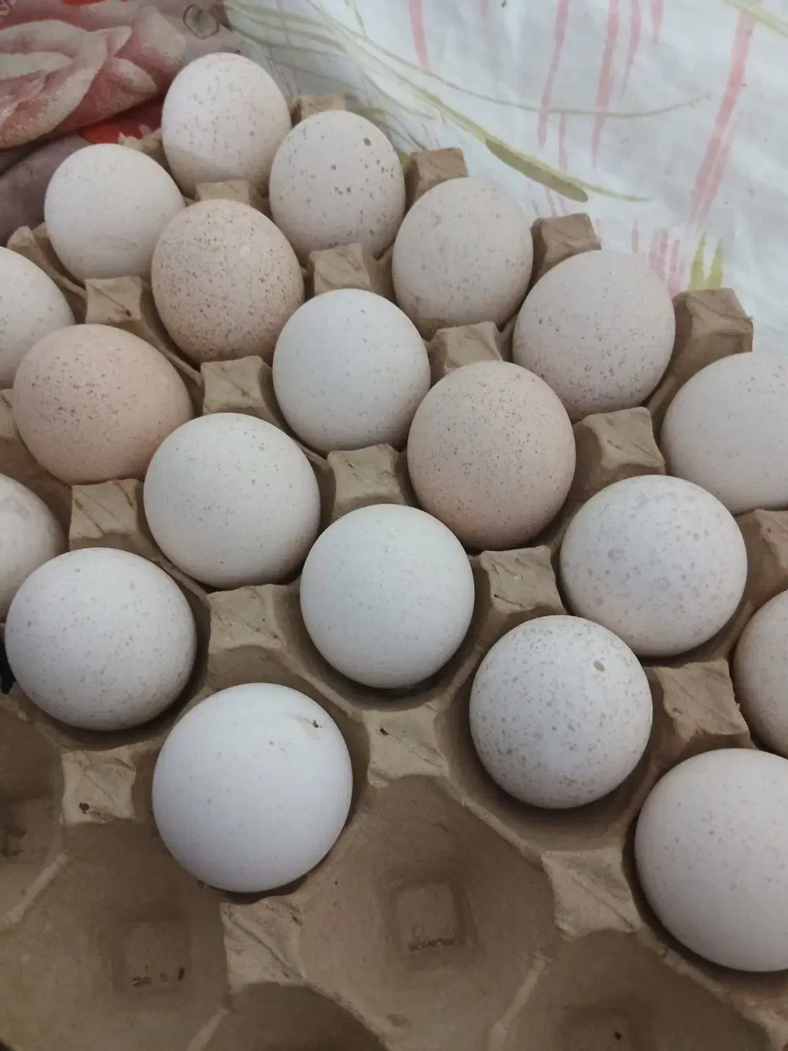 تخم نطفه دار بوقلمون|حیوانات مزرعه|قم, قلعه کامکار|دیوار