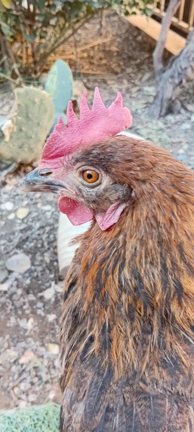 مرغ|حیوانات مزرعه|اسلام‌شهر, شهرک قائمیه|دیوار