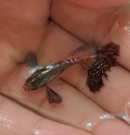 ماهی گوپی بیگ ایر و... تعداد|ماهی|اردبیل, |دیوار