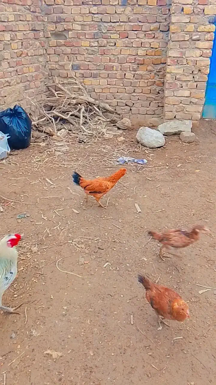 جوجه شوروی|حیوانات مزرعه|نیمروز, |دیوار