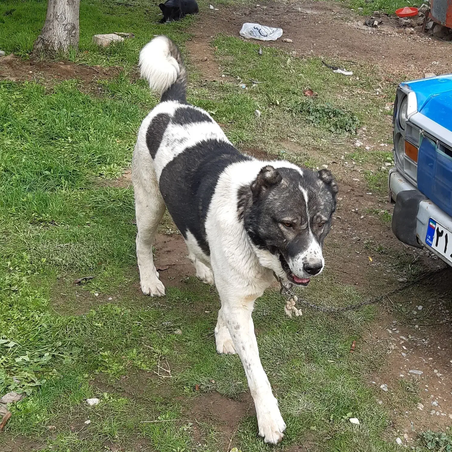 واگذاری سگ نر|سگ|جلفا, |دیوار