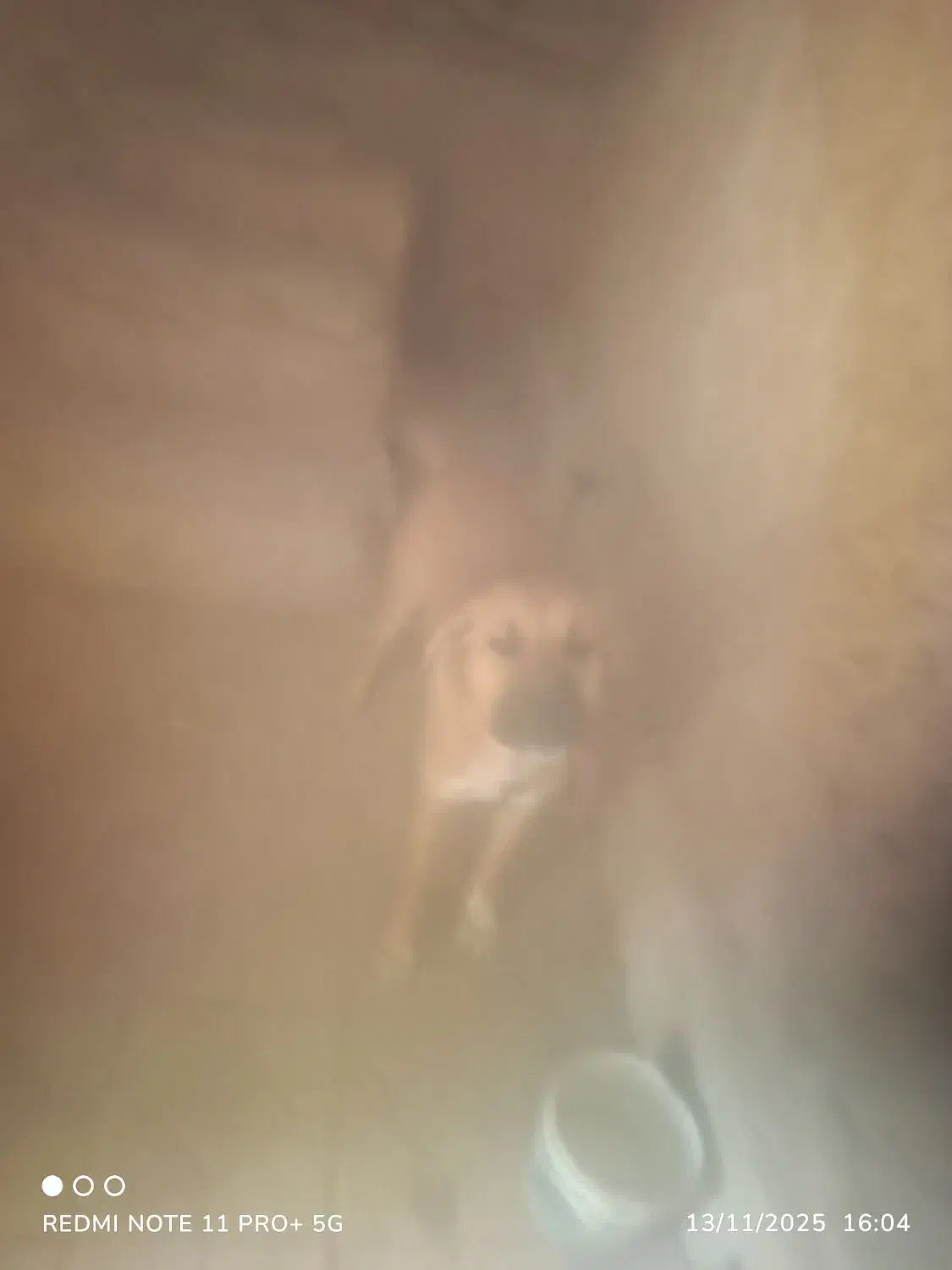 سگ. نگهبان. وگله|سگ|بیرجند, |دیوار