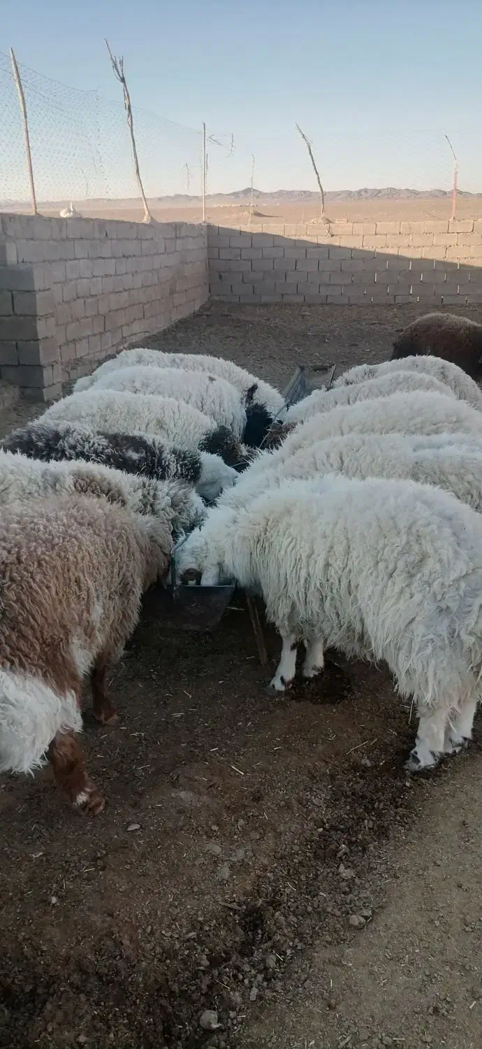 بره نرچاق مناسب برای قصابی|حیوانات مزرعه|سده (خراسان جنوبی), |دیوار