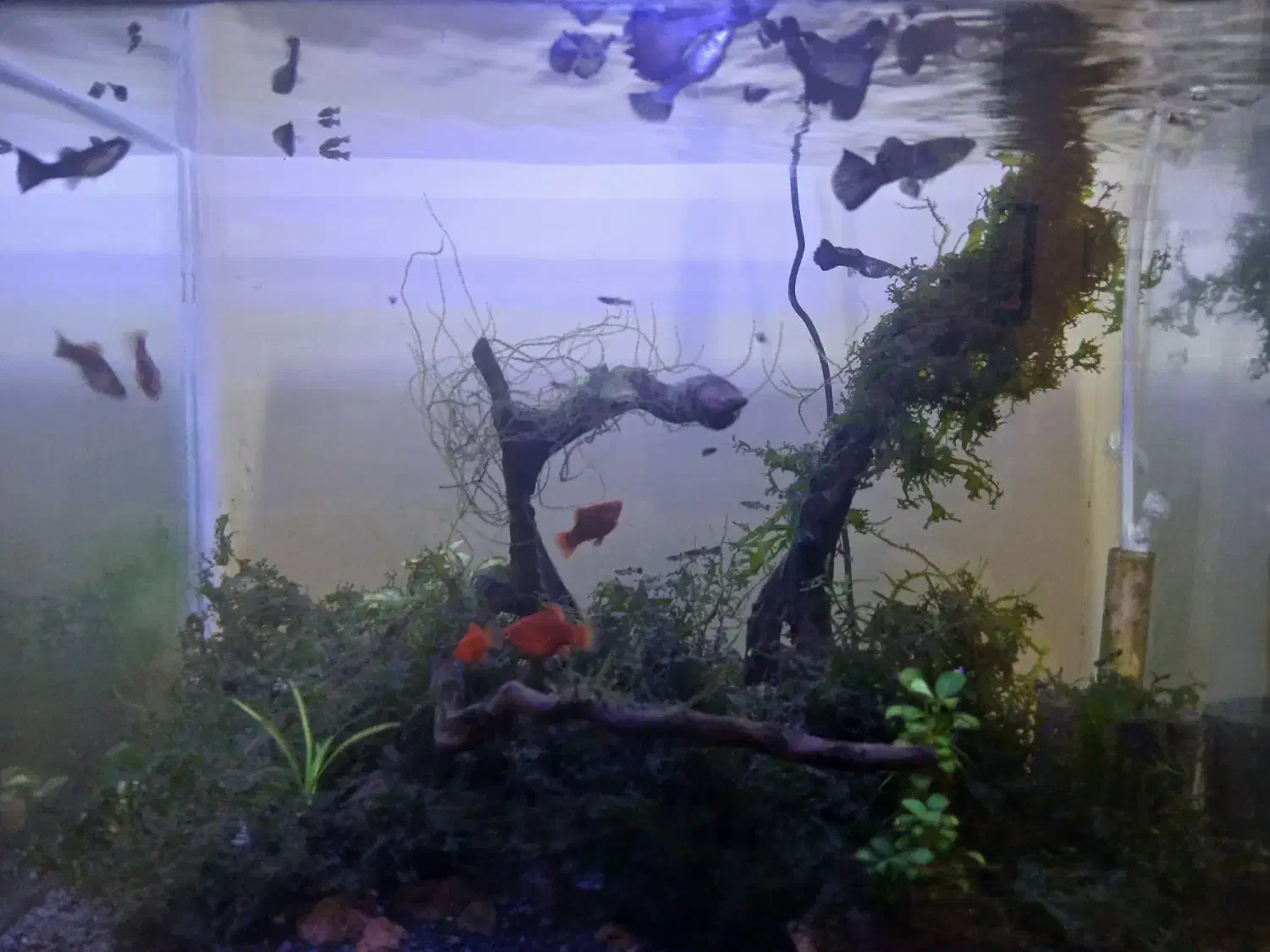 گوپی بلو مسکو و حلزون کیلر|ماهی|اردبیل, |دیوار