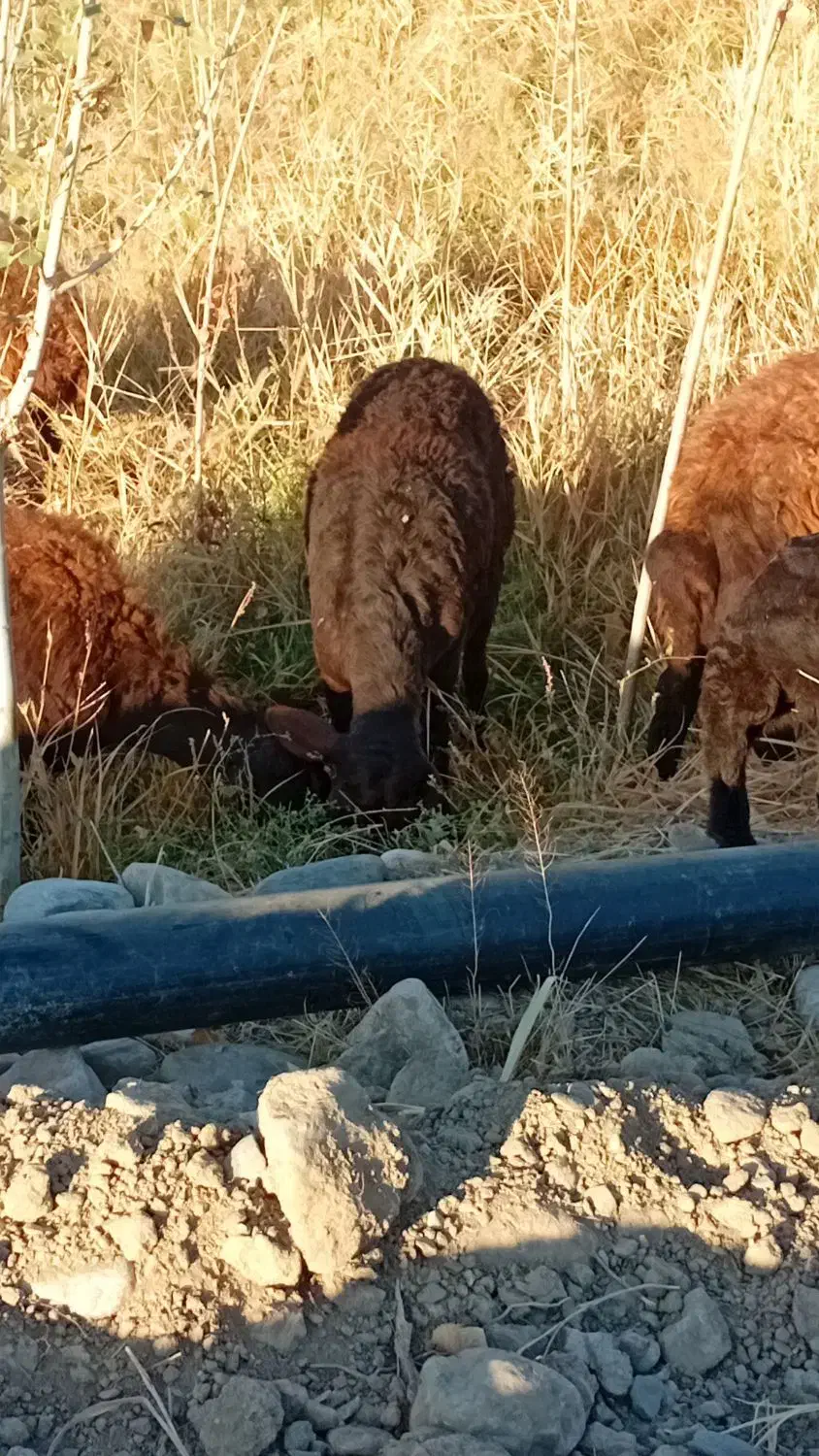 گوسفند بره دار|حیوانات مزرعه|ماهنشان, |دیوار