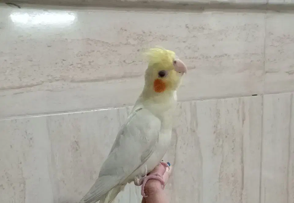 عروس هلندی گم شده جمعه صبح گم شده|حیوانات|نیشابور, شهرآرا|دیوار