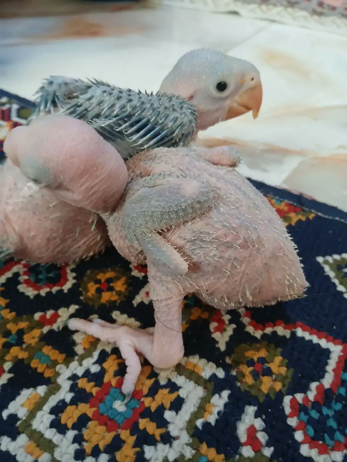 شاه طوطی با جوجه|پرنده|رشت, آب آسیاب|دیوار