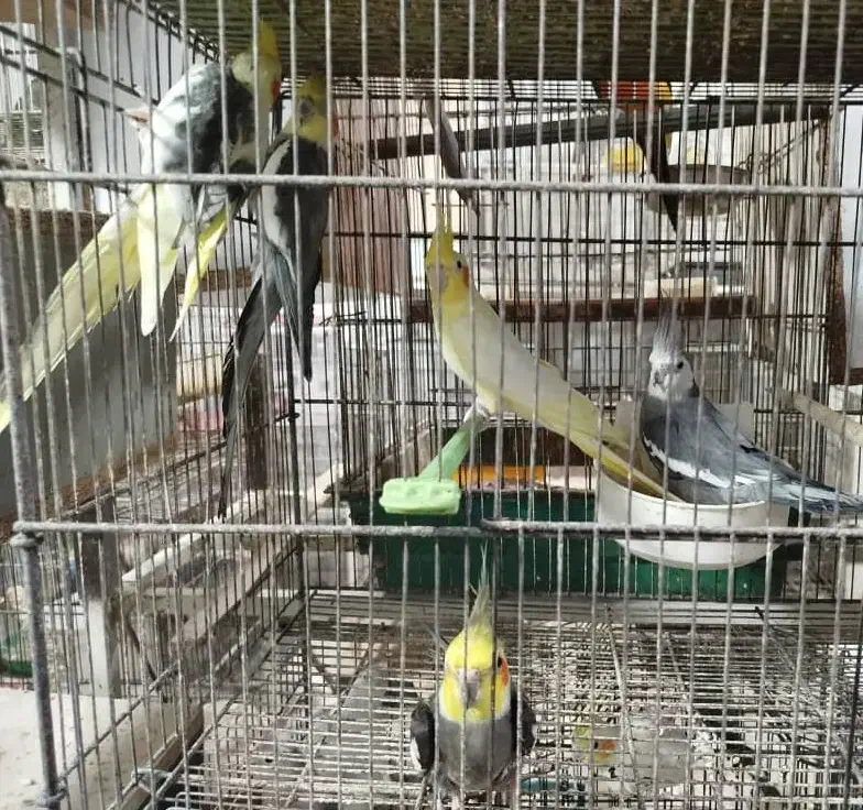 طوطی عروس هلندی جوجه سرلاکی تا بالغ|پرنده|فردیس, سرحد آباد|دیوار