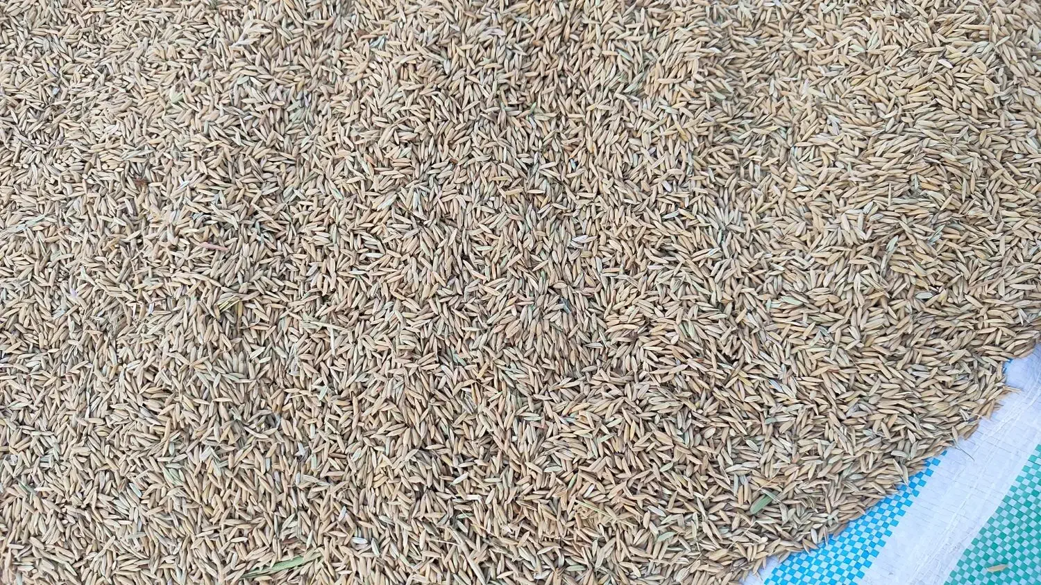 برنج|خوردنی و آشامیدنی|بهبهان, |دیوار