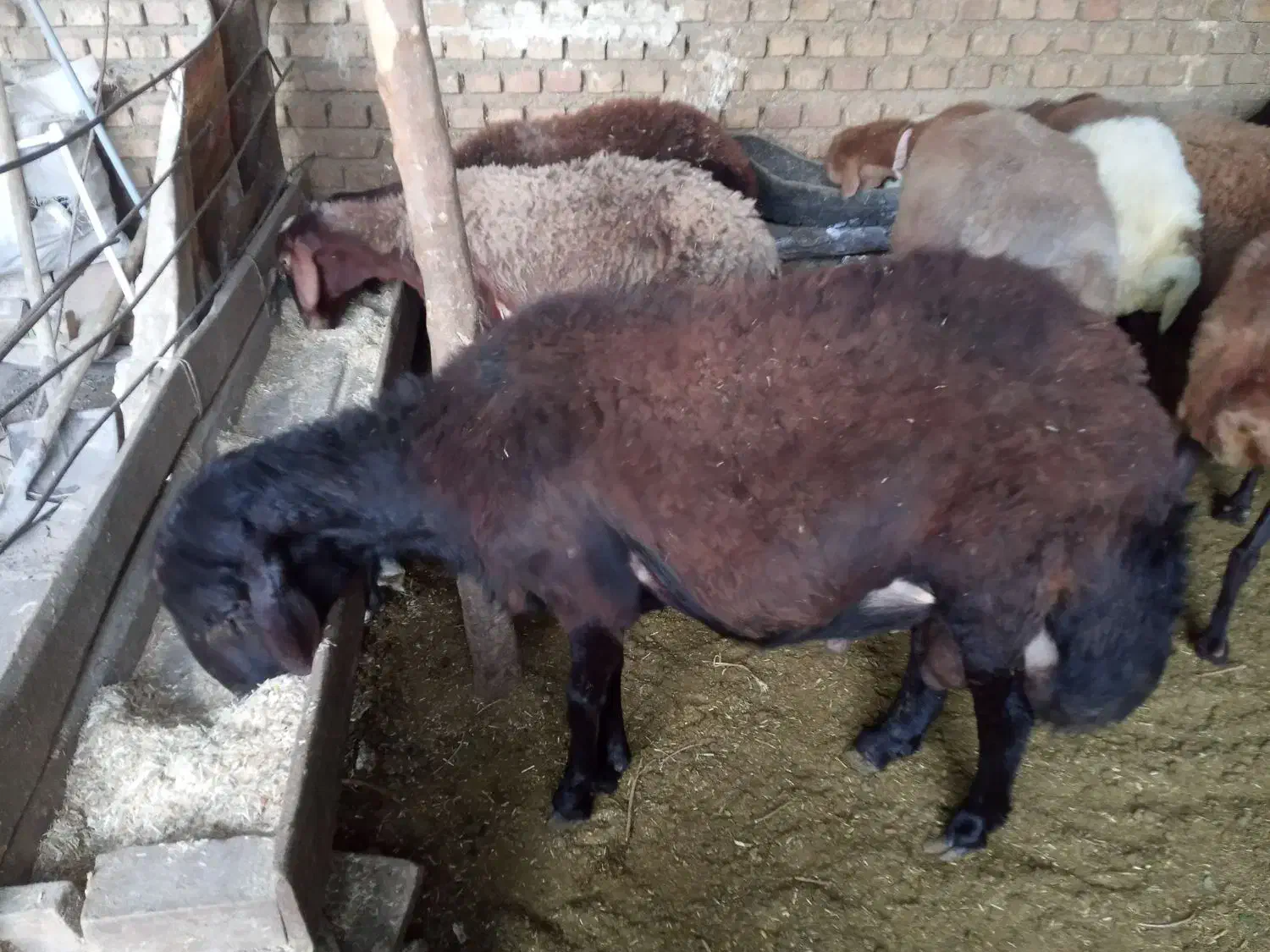 گوسفند|حیوانات مزرعه|رامیان, |دیوار