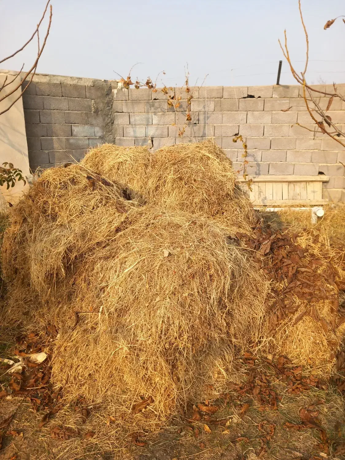 علوفه|حیوانات مزرعه|نوشین شهر, |دیوار