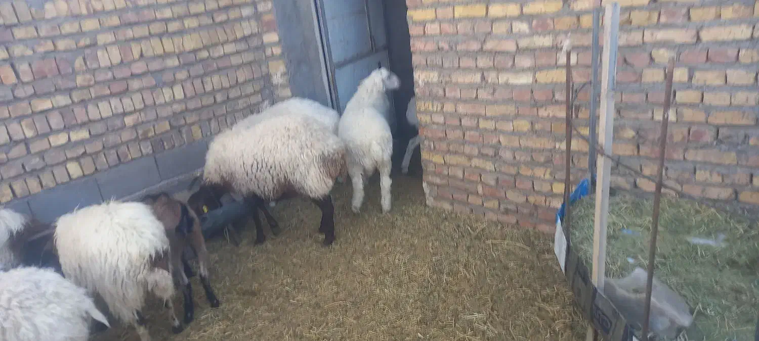 بره نره هیترو سفید|حیوانات مزرعه|سده (خراسان جنوبی), |دیوار