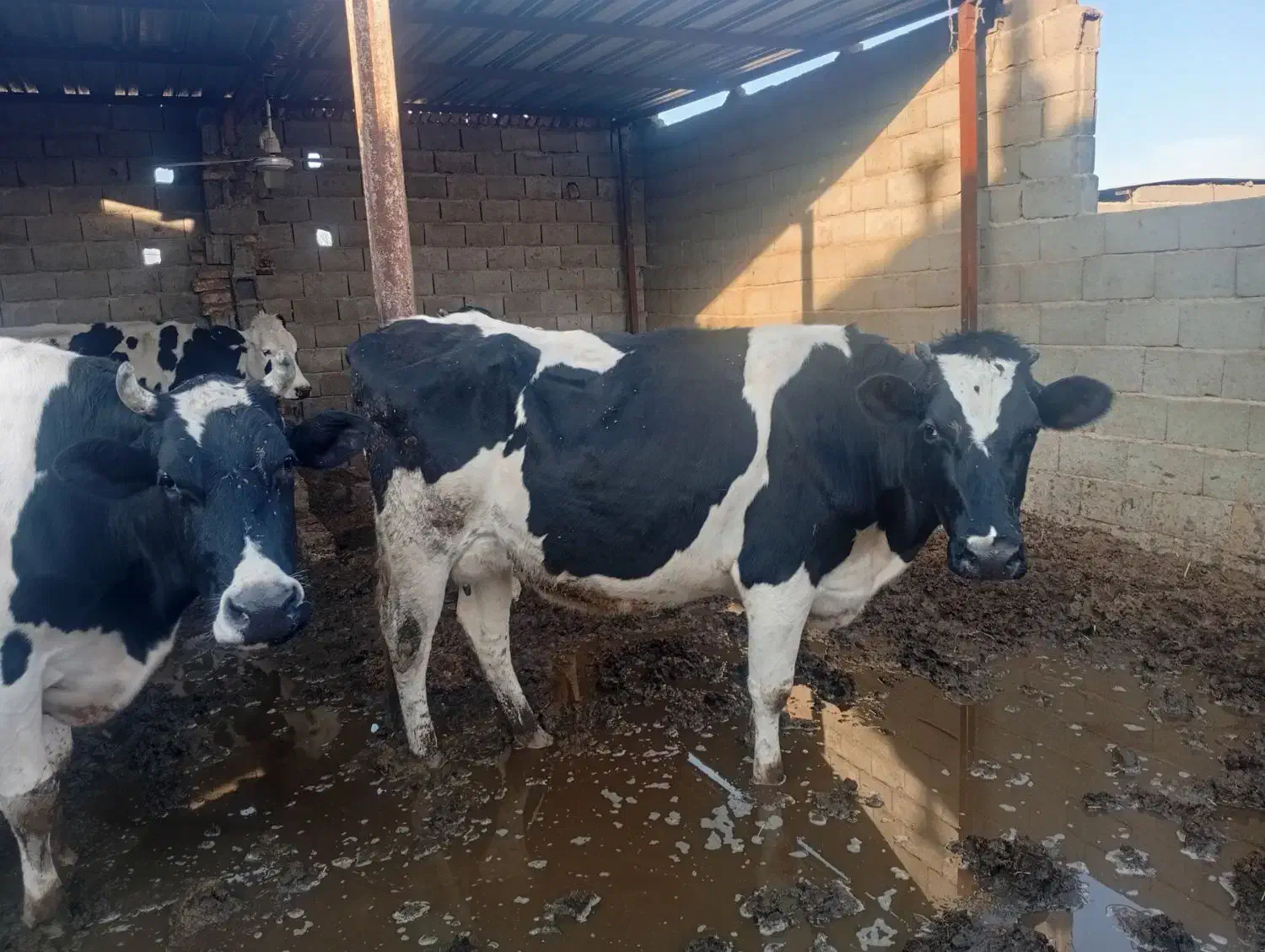 تلیسه|حیوانات مزرعه|سبزوار, کهنه آب|دیوار