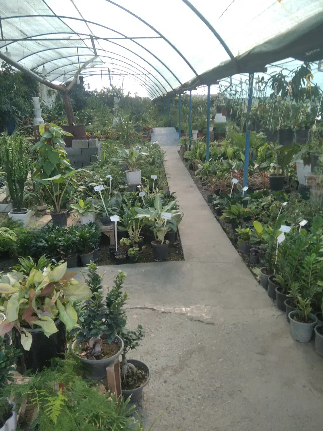 باغبانی وقلم زدن هرس کاری|خدمات باغبانی و درختکاری|مشهد, رسالت|دیوار