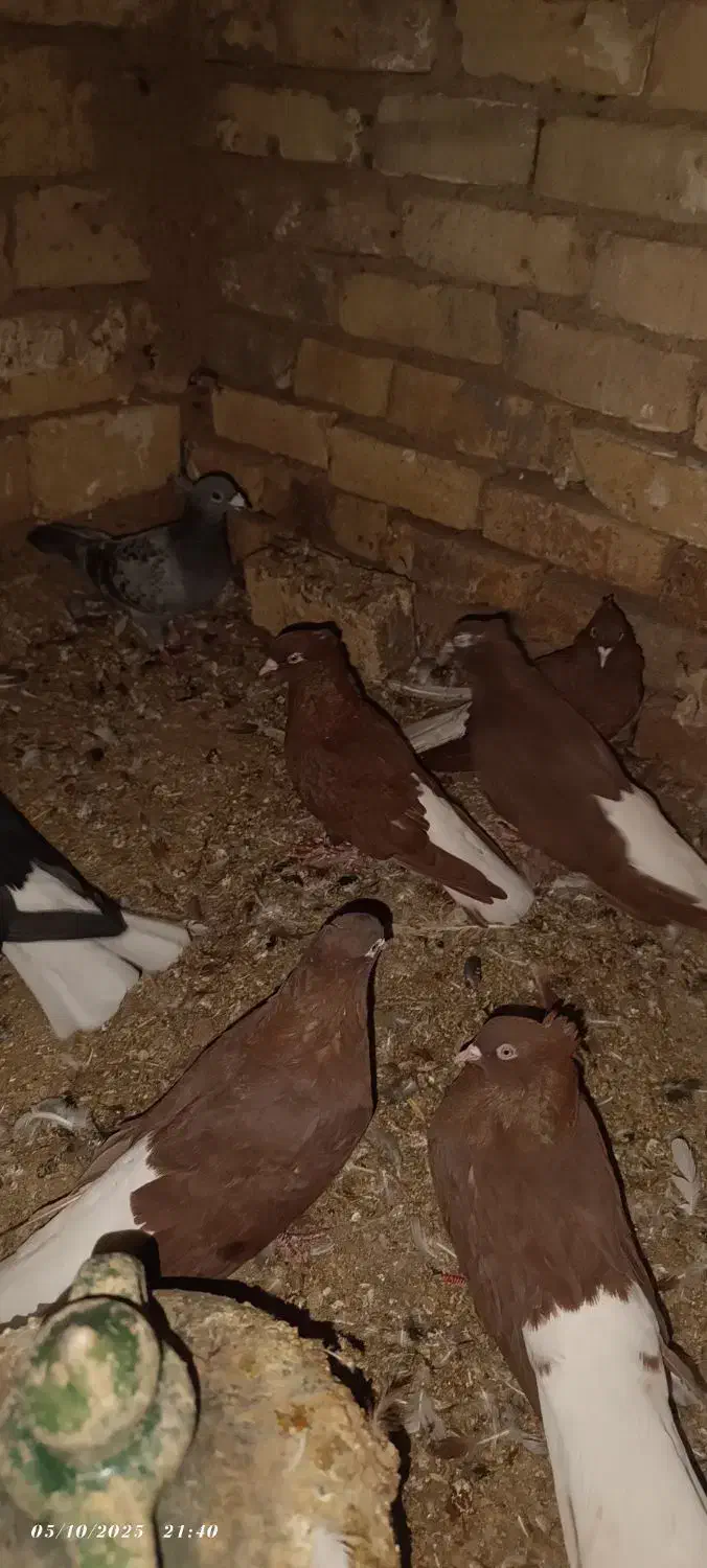 دم سفید و دوکت|پرنده|زنجانرود, |دیوار