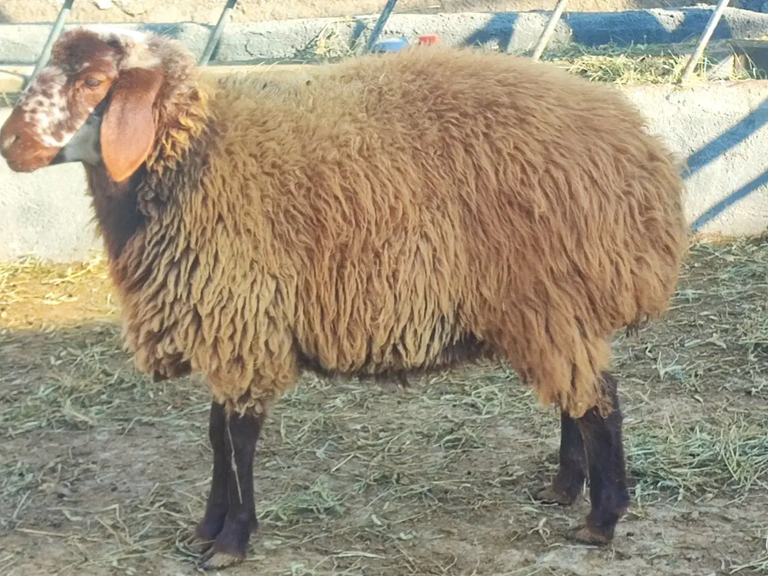 فروش گوسفند همو|حیوانات مزرعه|شیروان (خراسان), |دیوار