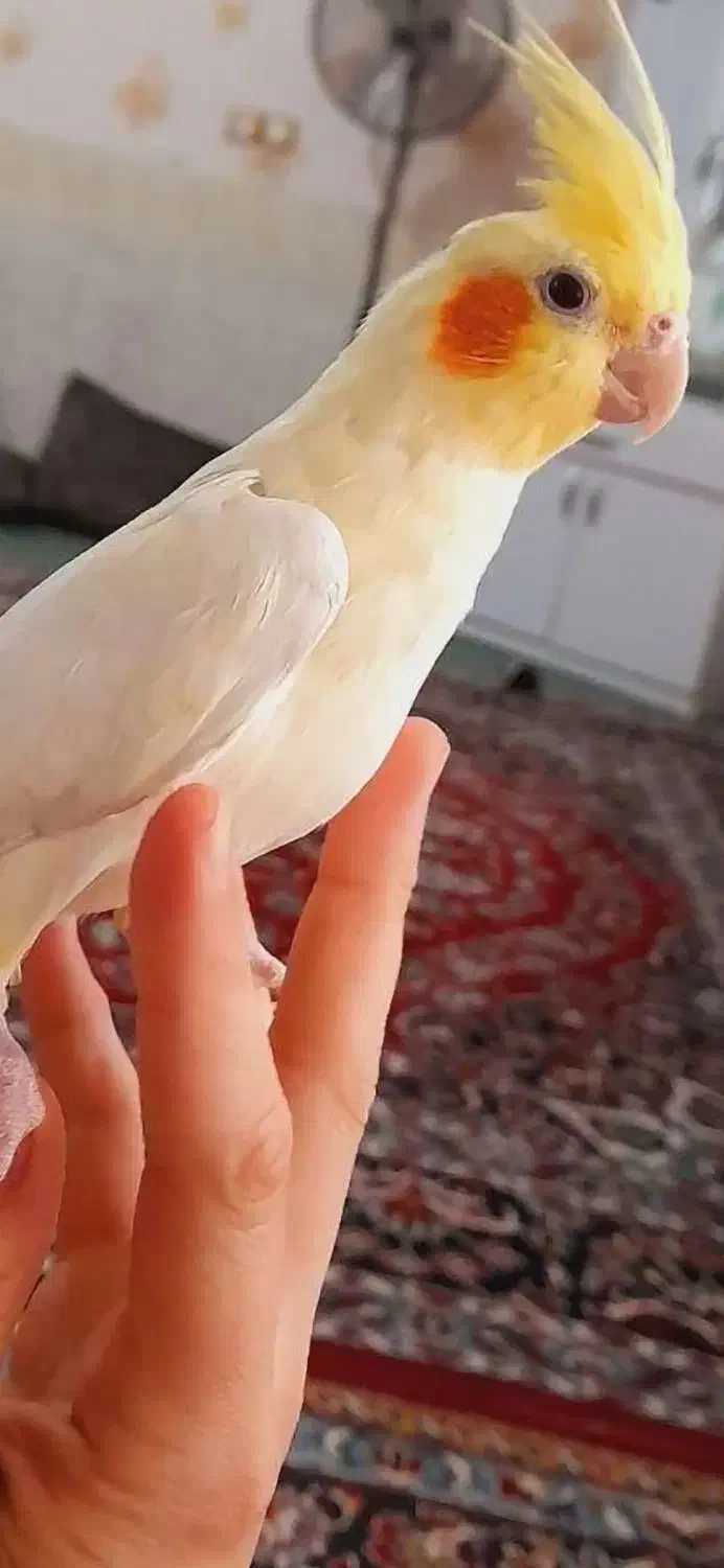 عروس هلندی|پرنده|دوگنبدان, |دیوار