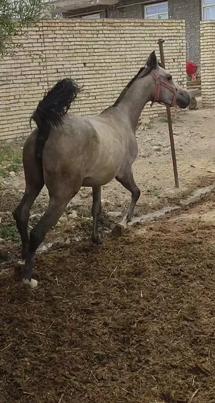 اسب عرب کرد|اسب و تجهیزات اسبسواری|زنجان, |دیوار