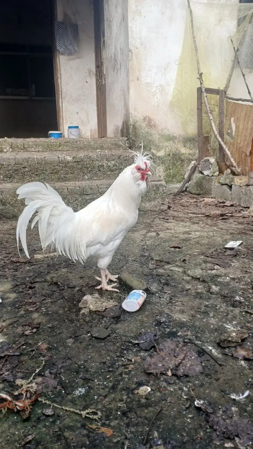 خروس کاکولی تاج دار|حیوانات مزرعه|لاهیجان, آهندان|دیوار