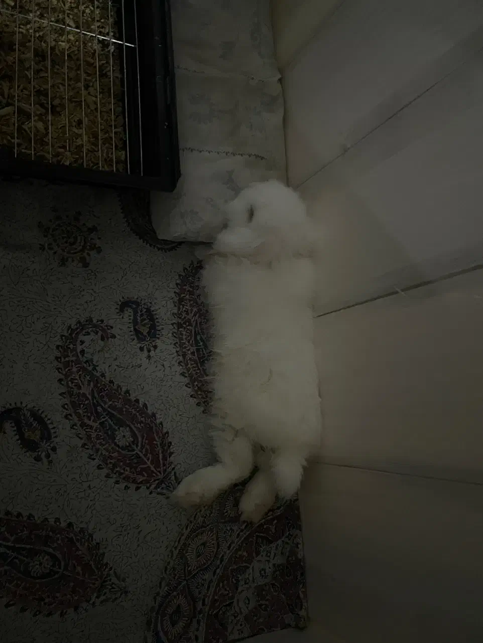 خرگوش لوپ ترکیش|موش و خرگوش|گرگان, |دیوار