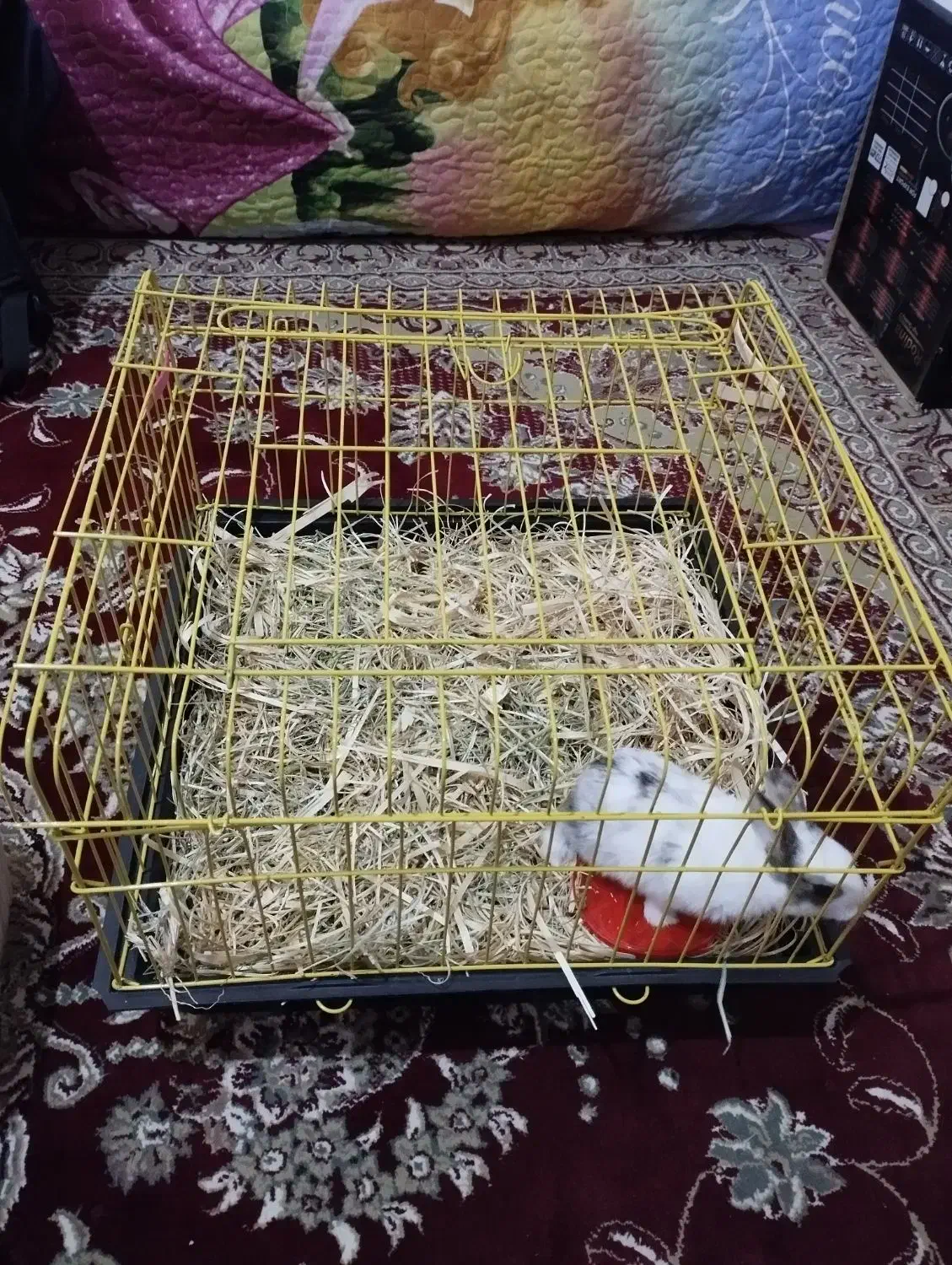 خرگوش|موش و خرگوش|نورآباد, |دیوار