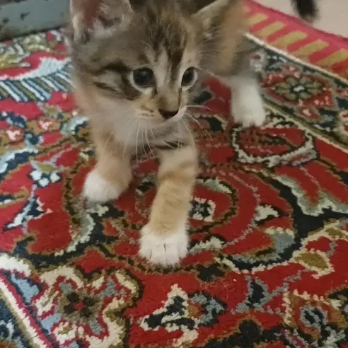 گربه|گربه|چهاردانگه (تهران), |دیوار