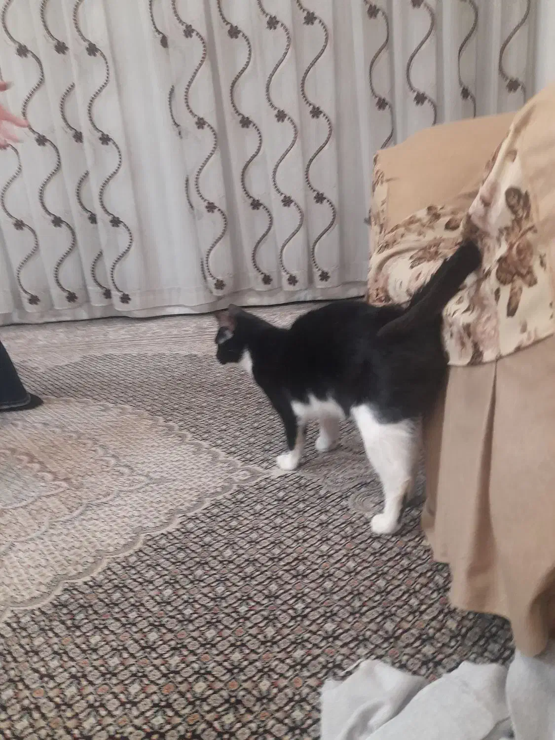 واگذاری گربه|گربه|زنجان, |دیوار