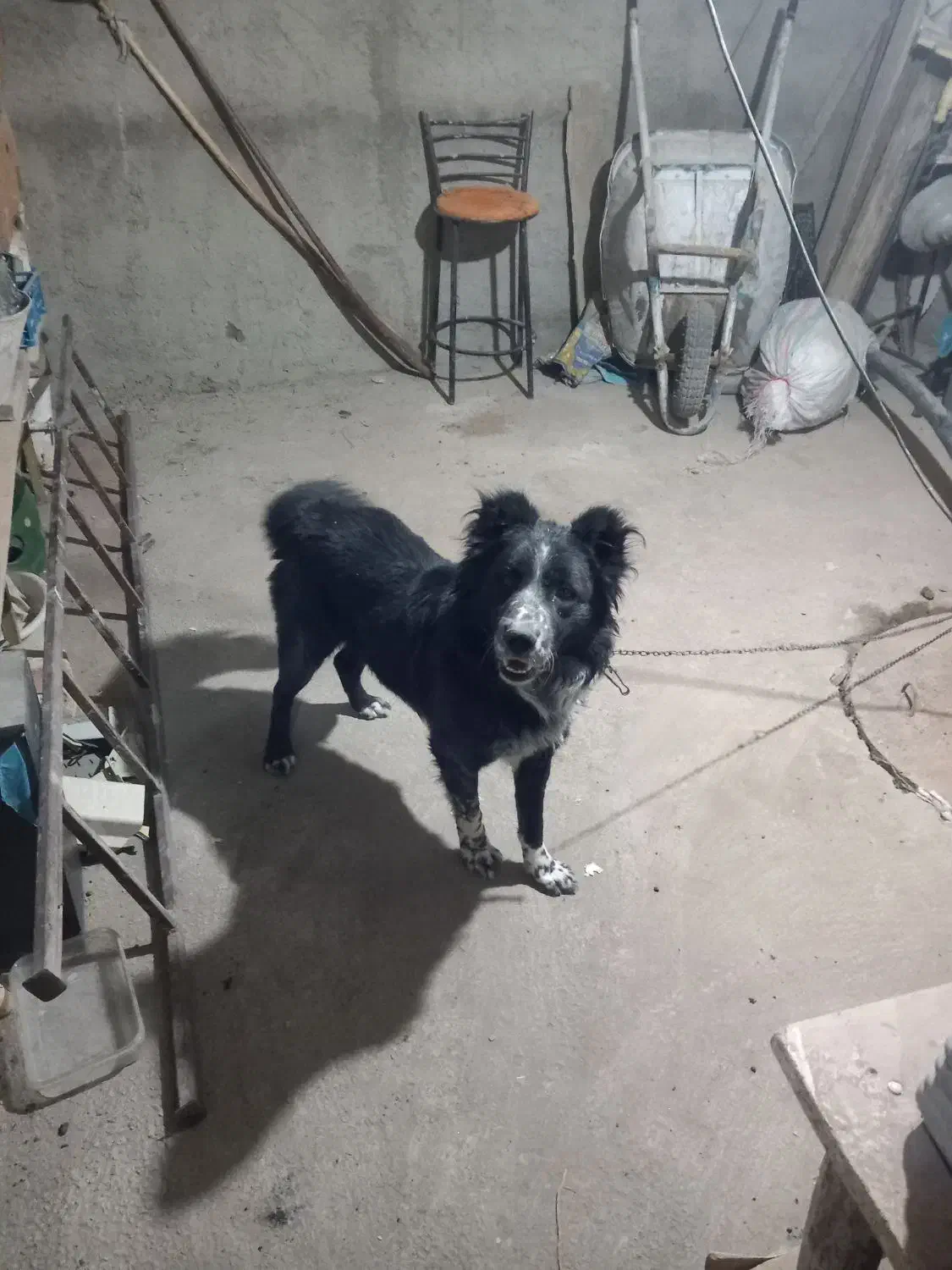 توله قدریجونی|سگ|شازند, |دیوار